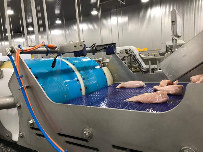 Raw chicken cutlets being processed on a conveyor belt.
